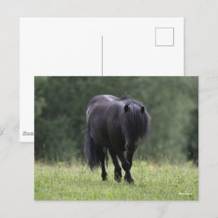 Black Shetland Pony Stallion Walking Postcard