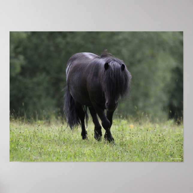 Black Shetland Pony Stallion Walking Poster (Front)