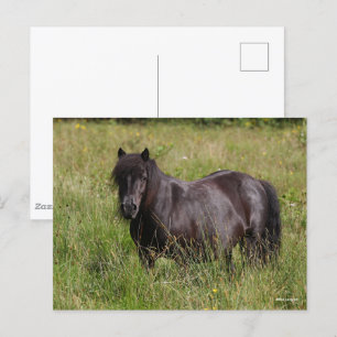Black Shetland Stallion Standing In Grass Postcard