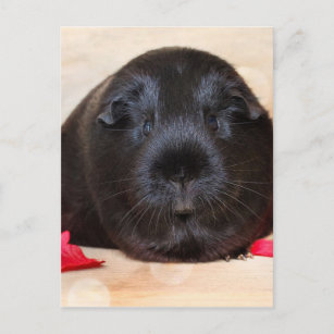 Black Short Haired Romance Guinea Pig Postcard