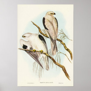 Black-shouldered Kite by Elizabeth Gould Poster