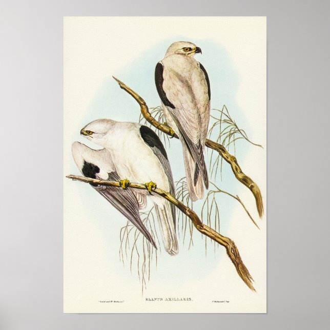 Black-shouldered Kite by Elizabeth Gould Poster (Front)