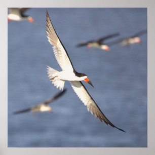 Black Skimmer Flying Poster