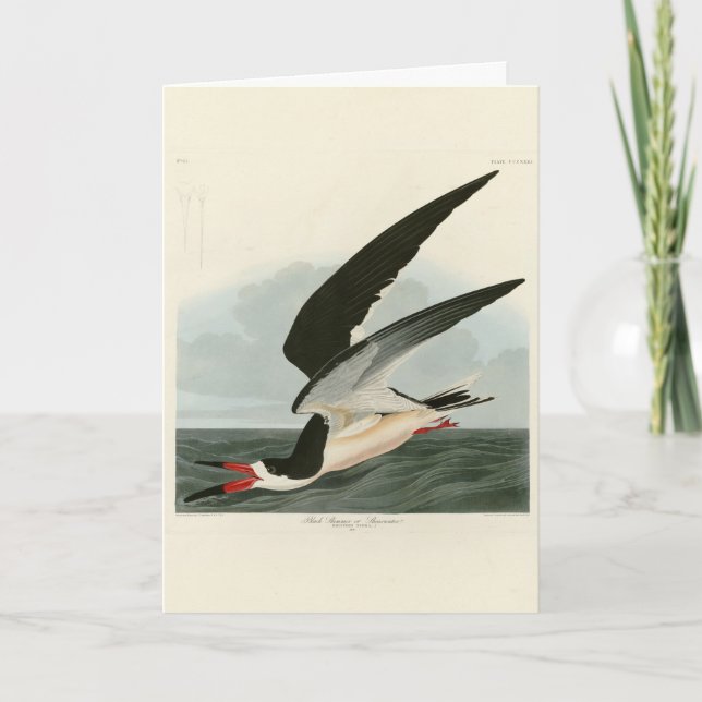 Black Skimmer, Shearwater Audubon Birds of America Card (Front)