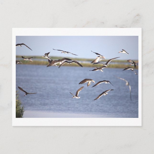 Black Skimmers Postcard  (Front)