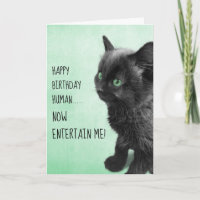 Black Smoke Kitten