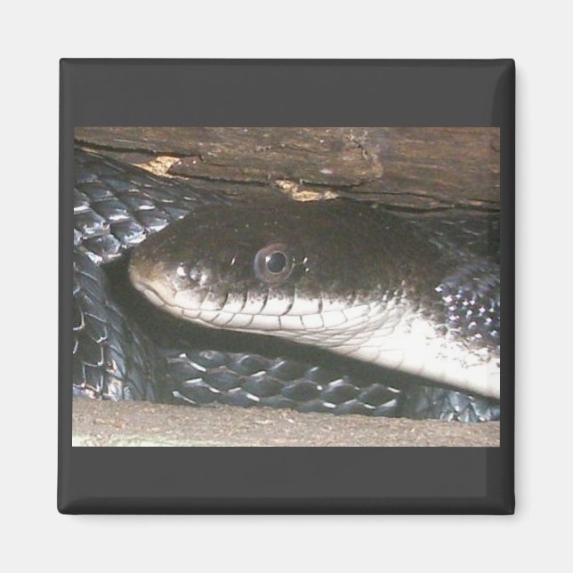 Black Snake Magnet (Front)