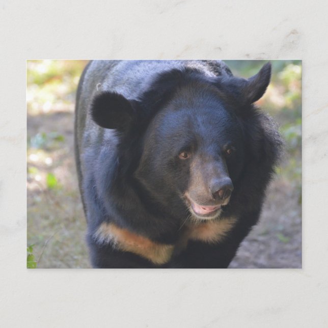 Black Spectacled Bear Postcard (Front)
