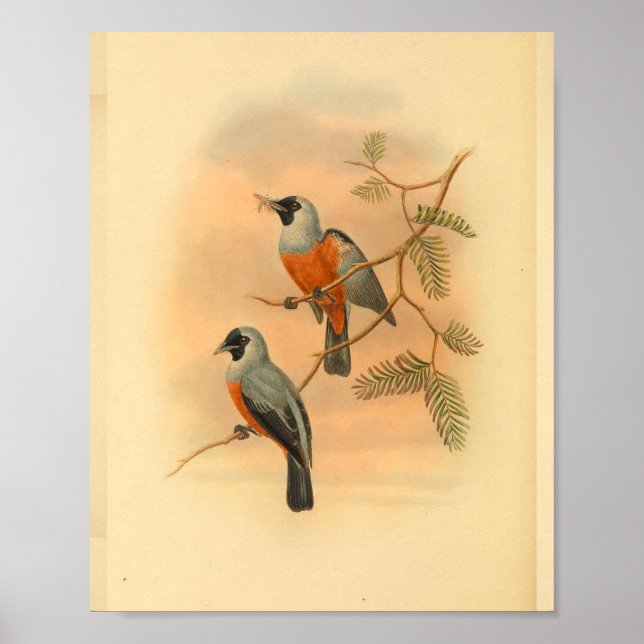 Black Spectacled Flycatcher Bird Vintage Print (Front)