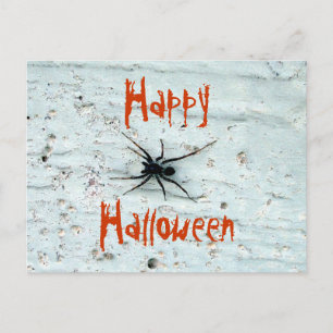 Black Spider Postcard