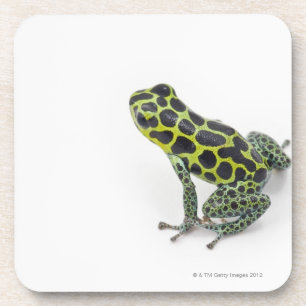 Black Spotted Green Poison Dart Frog Coaster