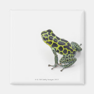 Black Spotted Green Poison Dart Frog Magnet