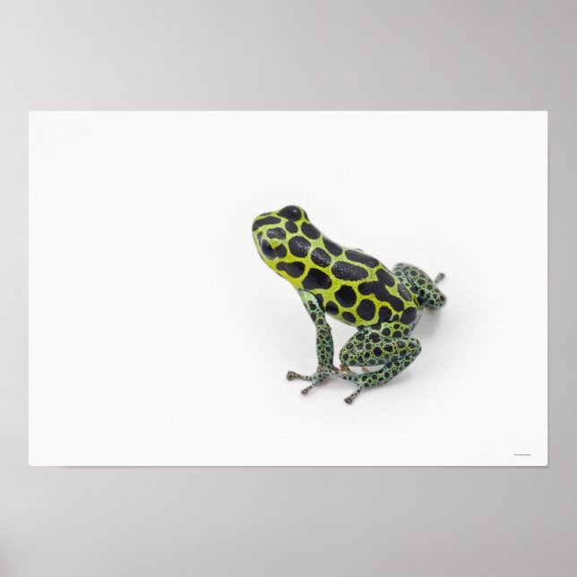 Black Spotted Green Poison Dart Frog Poster (Front)
