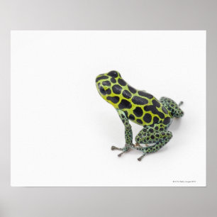 Black Spotted Green Poison Dart Frog Poster
