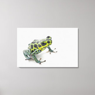 Black Spotted Green Poison Dart Frog (Ranitomeya Canvas Print