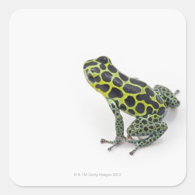 Black Spotted Green Poison Dart Frog Square Sticker (Front)
