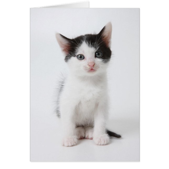 Black Spotted Kitten (Front)