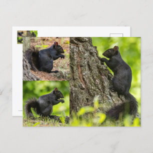 Black Squirrel Collage Postcard