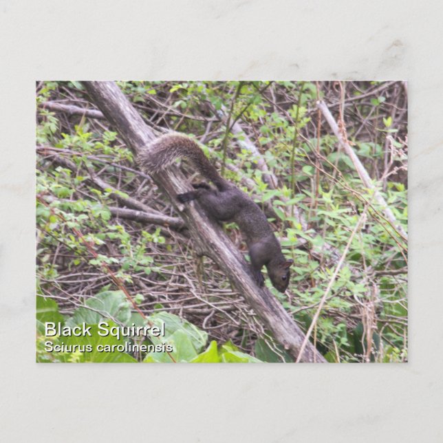 Black Squirrel Postcard (Front)