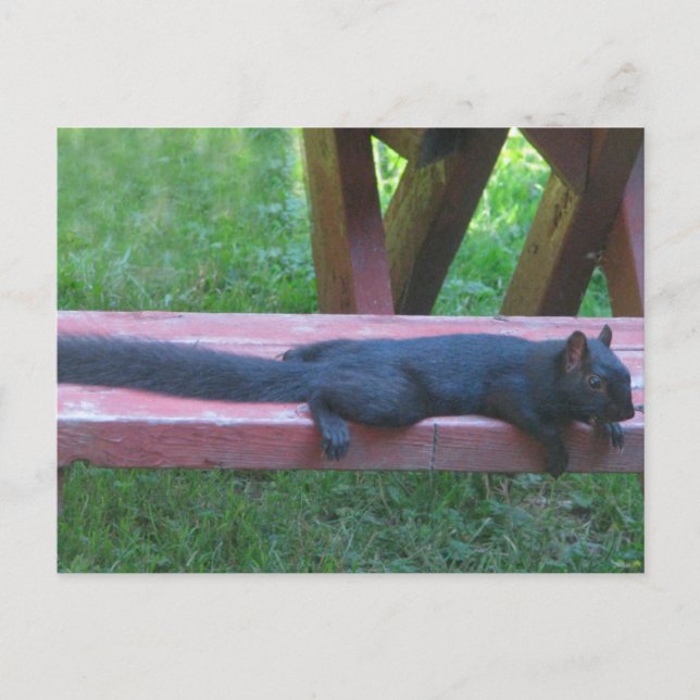 Black Squirrel Postcard (Front)