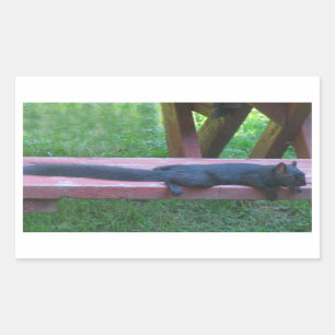 Black Squirrel Rectangular Sticker