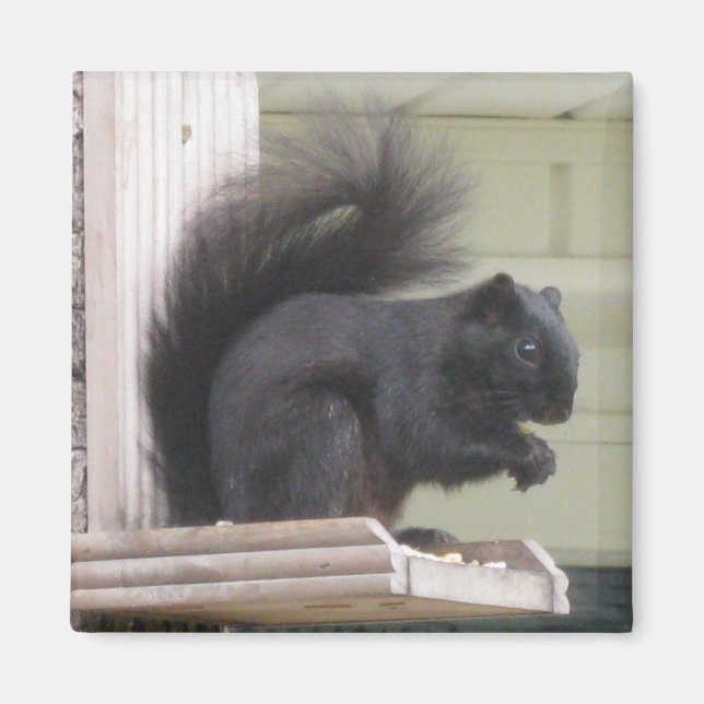 Black Squirrel Square Magnet (Front)