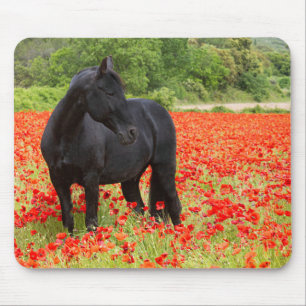 Black Stallion and Poppies  Mouse Pad