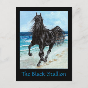 Black Stallion Arabian horse postcard