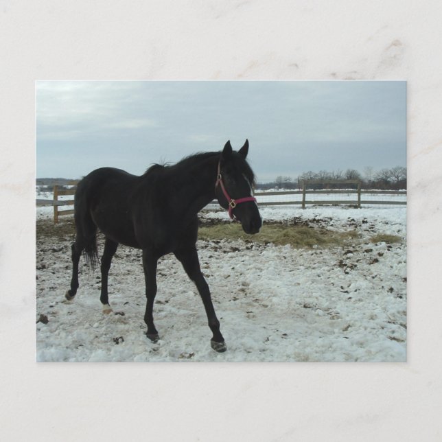 Black Stallion Beauty Postcard (Front)