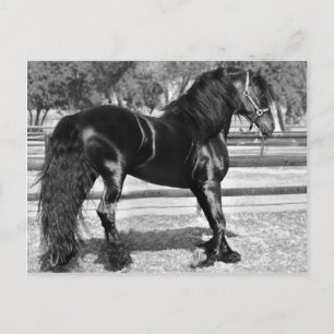 Black stallion horse postcard