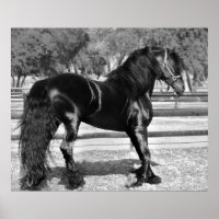 Black stallion horse