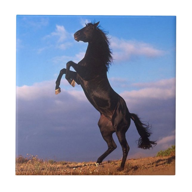 Black Stallion Tile (Front)