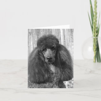 Black Standard Poodle Headstudy Card