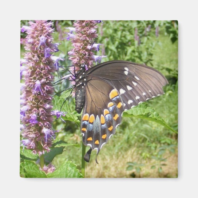 Black Swallowtail 63 ~ magnet (Front)