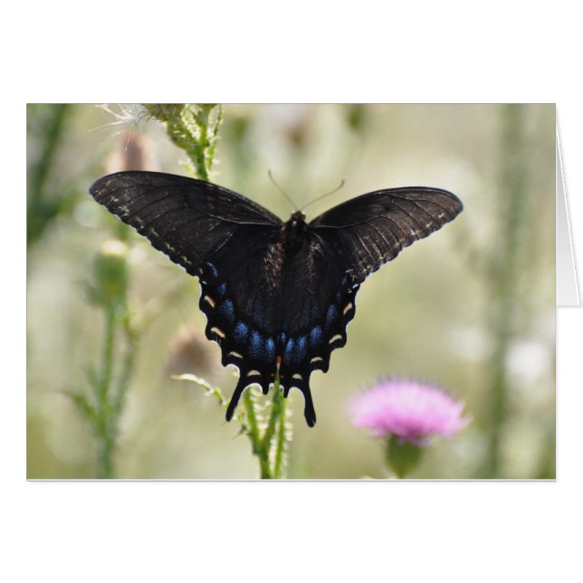 Black Swallowtail Butterfly (Front Horizontal)