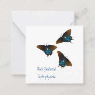 Black Swallowtail butterfly art Card