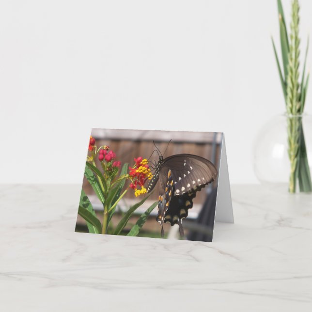 Black swallowtail butterfly card (Front)