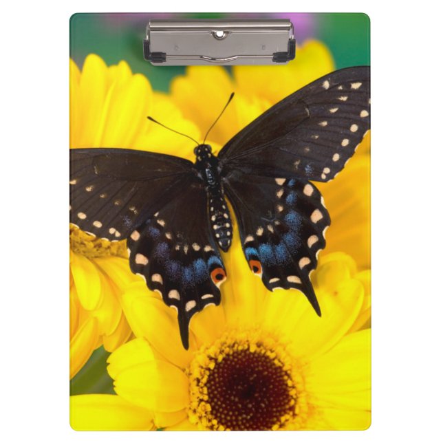 Black Swallowtail butterfly Clipboard (Front)