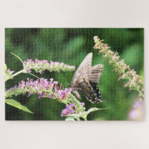 Black Swallowtail butterfly  
