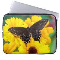 Black Swallowtail butterfly