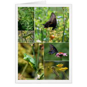 Black Swallowtail Butterfly Lifecycle Collage