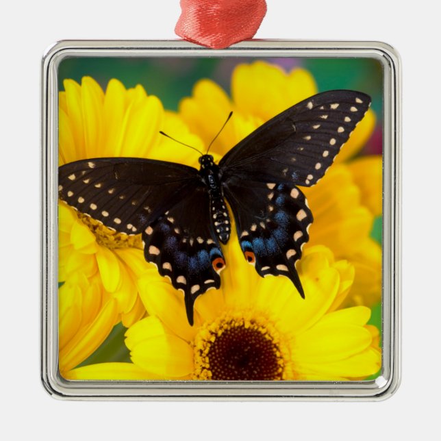 Black Swallowtail butterfly Metal Tree Decoration (Front)