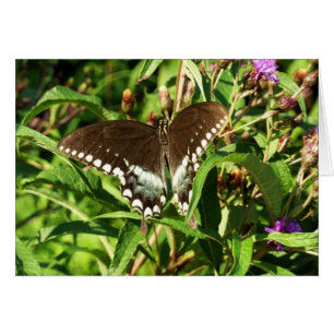 Black Swallowtail Butterfly Nature Photography