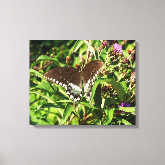 Black Swallowtail Butterfly Nature Photography Canvas Print (Front)