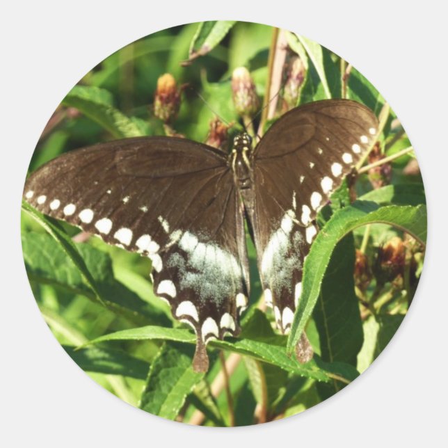 Black Swallowtail Butterfly Nature Photography Classic Round Sticker (Front)