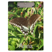 Black Swallowtail Butterfly Nature Photography