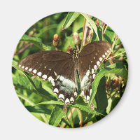 Black Swallowtail Butterfly Nature Photography