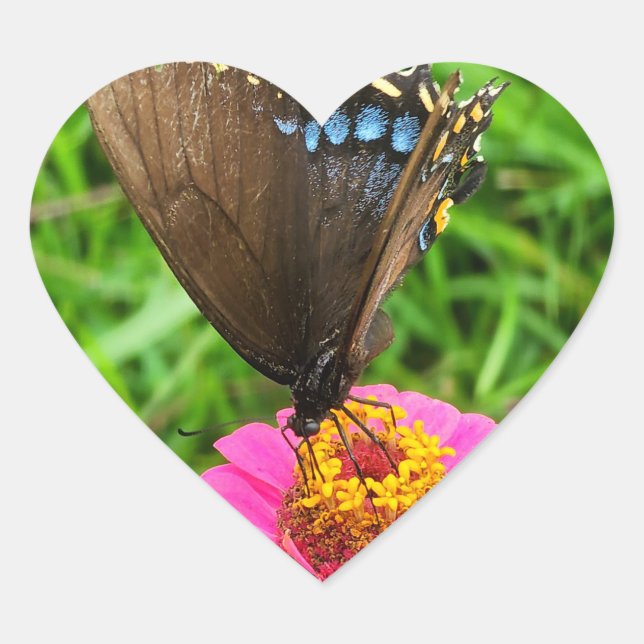 Black Swallowtail Butterfly on a Pink Flower Heart Sticker (Front)