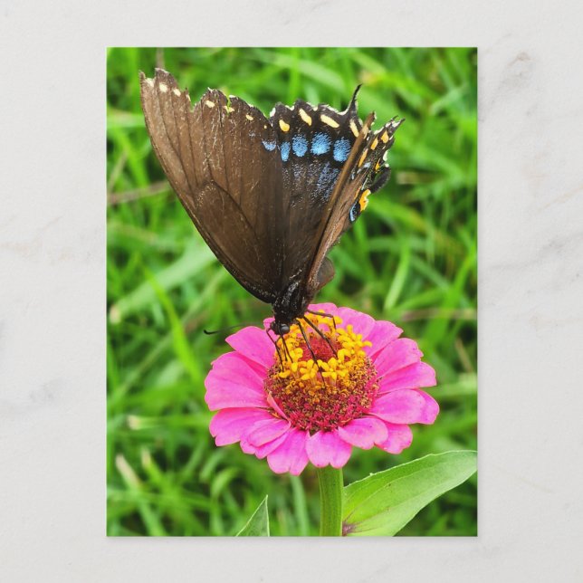 Black Swallowtail Butterfly on a Pink Flower Postcard (Front)