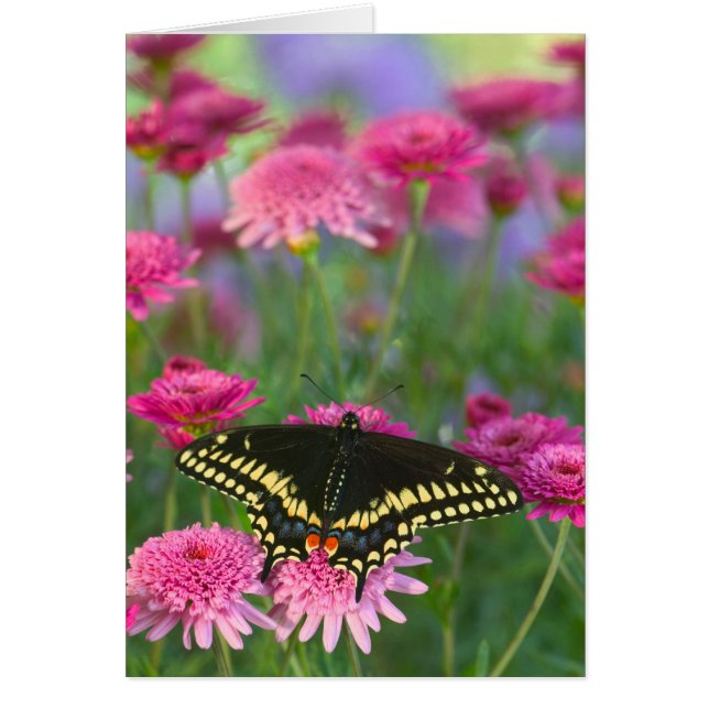 Black Swallowtail Butterfly on Dark Pink Flower (Front)